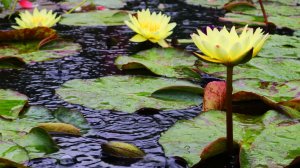 ☔️ НЕЖНЫЙ ШУМ ДОЖДЯ ДЛЯ СНА 3 ЧАСА ✨ ВЕСЕННИЙ ЗВУК ДОЖДЯ ✨ УСПОКАИВАЮЩИЕ ЗВУКИ ПРИРОДЫ ДЛЯ СНА