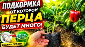 Подкормка сладкого перца - завяжутся все цветочки!