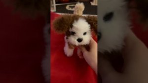 Собака из сенельной проволоки