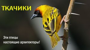 🌿Тайна висячих корзинок 🐦Пернатые инженеры🏠 высший пилотаж
