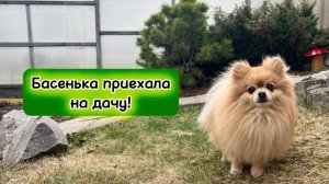 Басенька приехала на дачу!