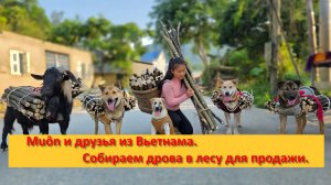 Muôn и друзья из Вьетнама. Собираем дрова в лесу для продажи.