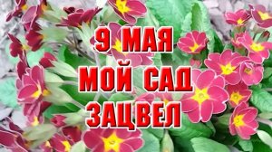 9 мая. Мой сад зацвел