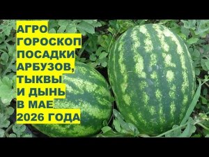 Май 2026: Самые Лучшие Дни для Посадки Арбузов, Дынь и Тыквы?!
