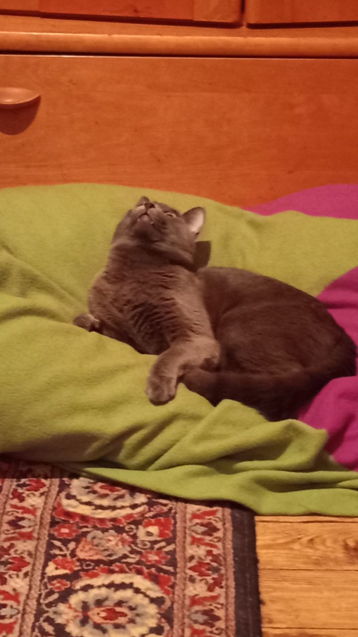 Кот Атос готов к охоте!!! #shorts #котатос #животные #коты #кошачьяохота