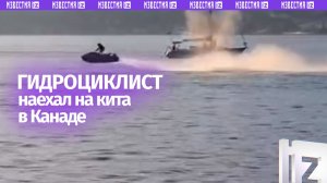 Момент столкновения человека с китом: гидроциклист пострадал
