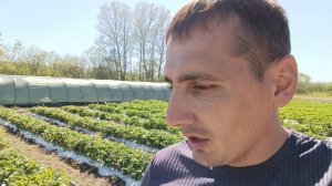 Выращивание клубники в Краснодарском крае, обзор с участка агронома клубничника