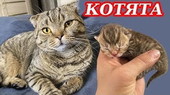 Кошка Лола Родила Котят | Успешный День С Ярославой - Tiki Taki Kids смотреть онлайн