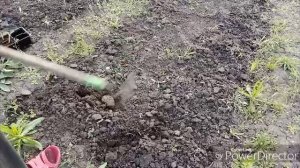Посадила цветы и патиссоны.