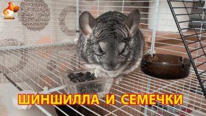 Шиншилла кушает семечки своими маленькими лапками