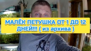 МАЛЁК ПЕТУШКА ОТ 1 ДО 12 ДНЕЙ!!! ( из архива)