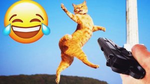 СМЕШНЫЕ КОТЫ | ЛУЧШИЕ ПРИКОЛЫ С КОТАМИ, СОБАКАМИ, КОШКИ, СОБАКИ, ЖИВОТНЫЕ, СМЕШНОЕ ВИДЕО