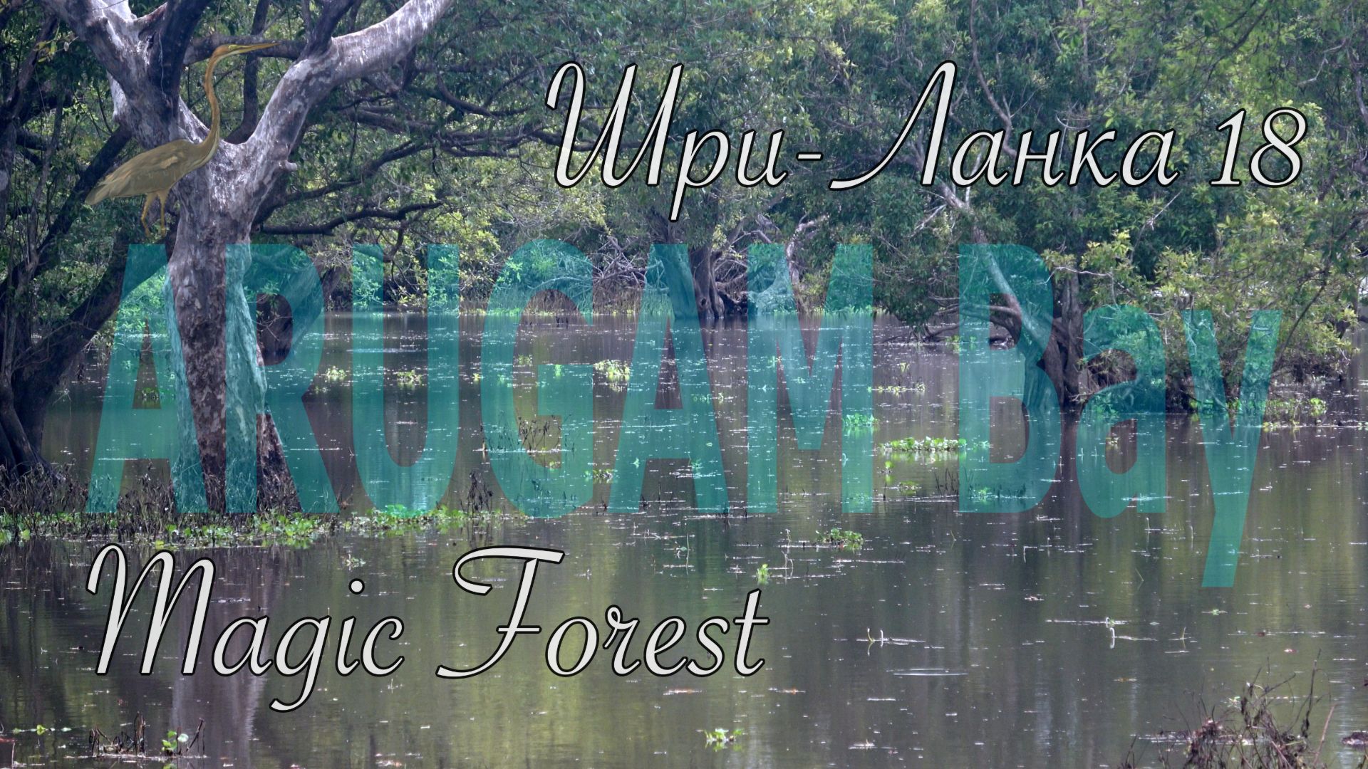 Шри-Ланка 🇱🇰 Sri Lanka. Аругам Бей 🌴 Magic Forest 🌳