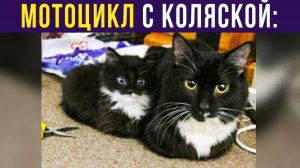 Мотоцикл с люлькой такой) Приколы с котами