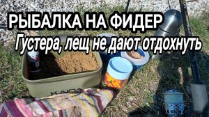Рыбалка на реке в Мае. Лещи, густера, сопа ВСЕ на один фидер. Отстрелы леща ..
