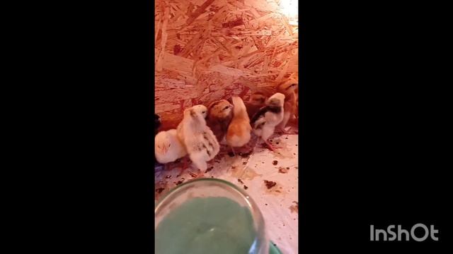 Цыплята домашние из инкубатора