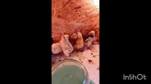 Цыплята домашние из инкубатора