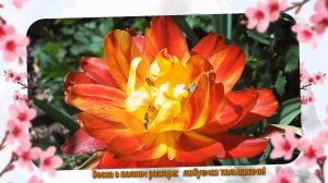 Весна в полном разгаре:   любуемся тюльпанами!
