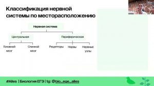 Нервная система | Метаморфоз | Alles