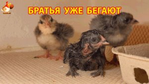 Только что вылупившийся цыплёнок не может встать, а вокруг уже бегают его бодрые братья 1