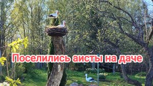 Поселились аисты на даче