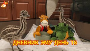 Дневник страусят Эму день 18