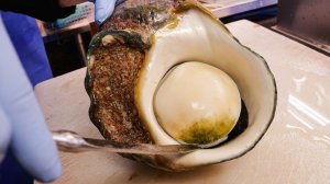 Азиатские морепродукты светящиеся моллюски и сашими из морепродуктов