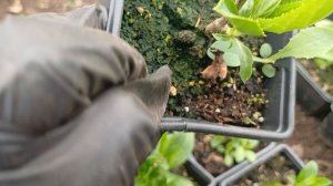 Экстенная пересадка гортензий, подготовка к новому сезону. Продажа гортензий и видео каталог.