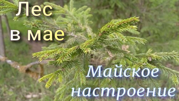 Лес в мае. Майское настроение.