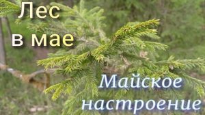 Лес в мае. Майское настроение.