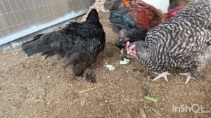 10-05-2026. Вывод затянулся. 22-е сутки цыплят 🐥 нет.