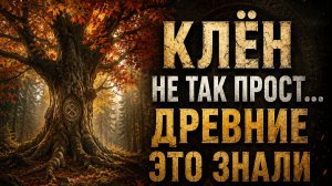ТАЙНА КЛЁНА: магия  пятипалого дерева