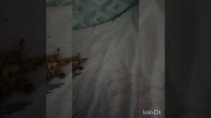 Спринг труп вирус ну где же ручки