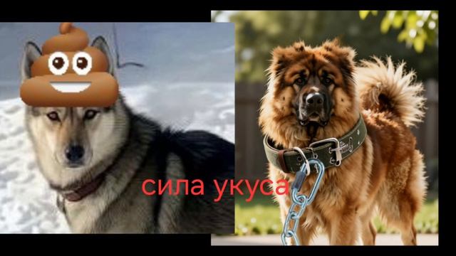 битва Цербер VS Персик