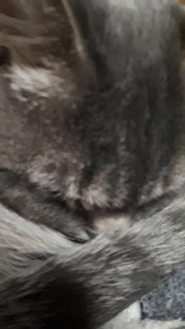 🐈Тиша лежит на моей кровати 💋