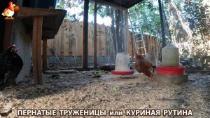 Куриная рутина – что делают куры на выгуле 😂 эпизод (162)