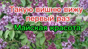 Такую вишню вижу первый раз. Всё цветёт