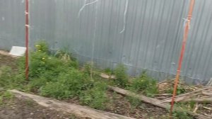 10.05.2026 Бабушки приехали. Обзор огорода. Куры, цыплята, яйца, инкубатор.