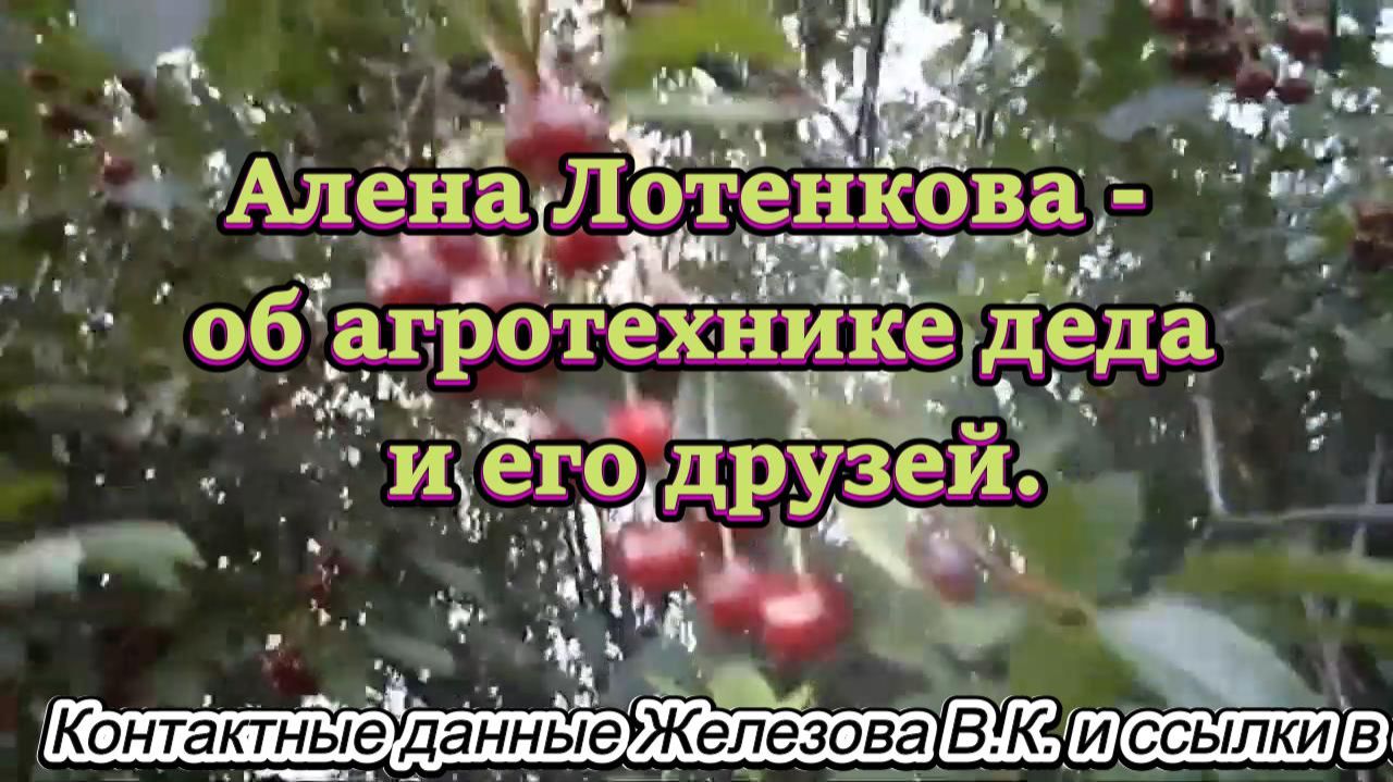 Алена Лотенкова - о агротехнике деда и его друзей.