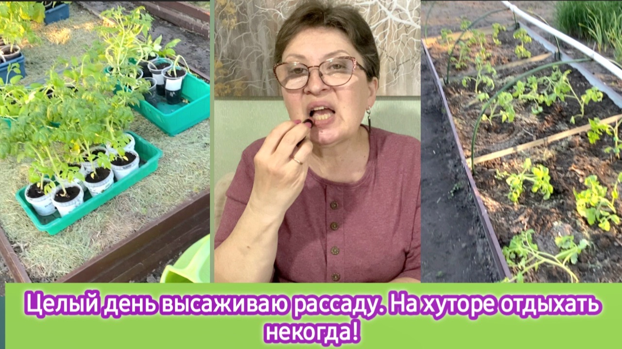 С пяти утра на огороде. Целый день высаживаю рассаду. На хуторе отдыхать некогда.