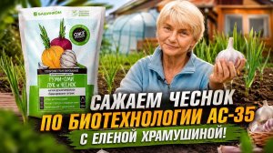 В чем секрет урожая чеснока Елены Храмушиной?