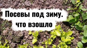 Посевы под зиму. Что взошло