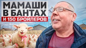 МАЙСКИЙ БУМ! Как я набрал 500 голов птицы и животных. Мое Подворье разрастается