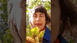 Сказка «О машинах и листьях» Ольги Соковой