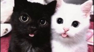 Котики :3