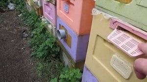 как сохраняю тепло в гнезде пчел в мае и ставлю второй корпус на гнездо пчел, 10.05.2026