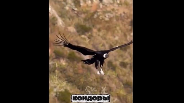 Владыка горного неба - Андский кондор