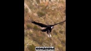 Владыка горного неба - Андский кондор