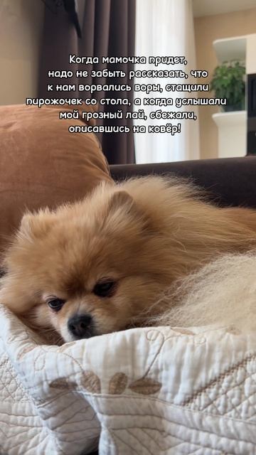Бася защитила дом!