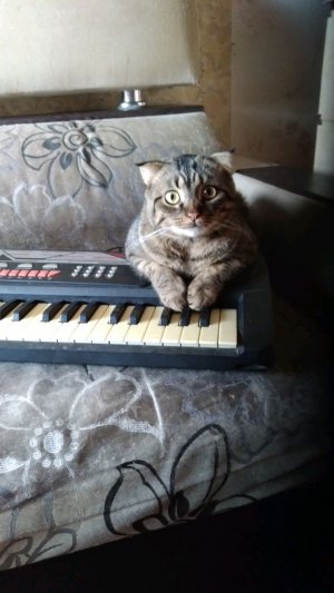кот Кузя